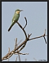 Groene Bijeneter, Blue-cheeked Bee-eater, Merops persicus Location: Gambian river, the Gambia groene bijeneter MG 3851 kopie